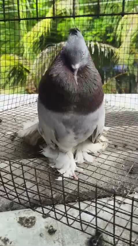 Homer Pigeon, farm video