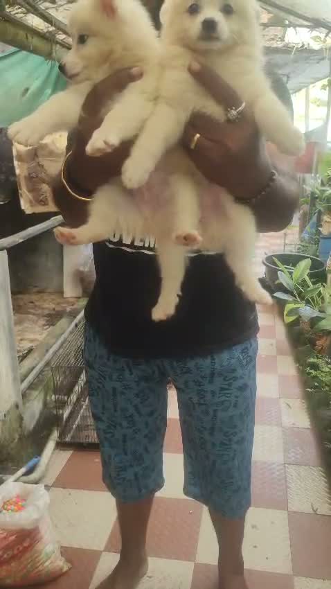 Pomeranian Puppy, farm video