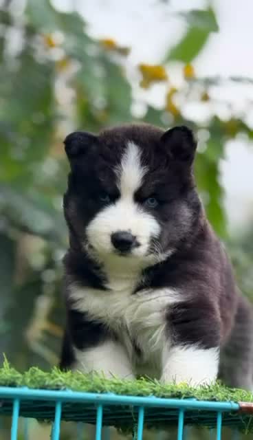 Siberian Husky Puppy | Black & White Color, farm video