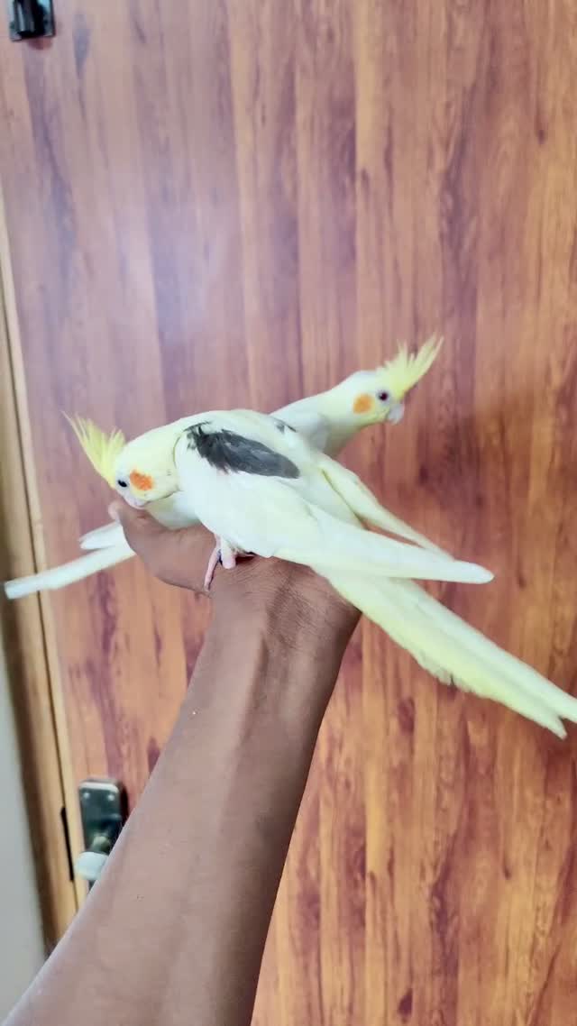 Cockatiel | Pied, farm video