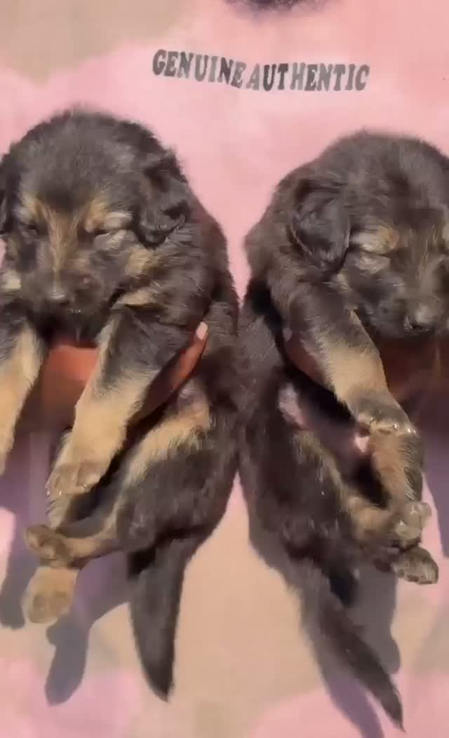 German Shepherd Puppy, farm video
