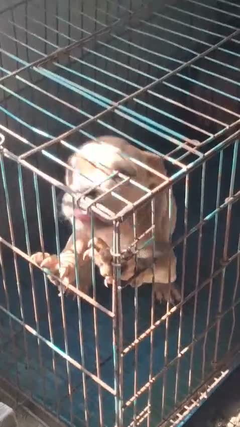 American Bully XL Size Puppy, farm video