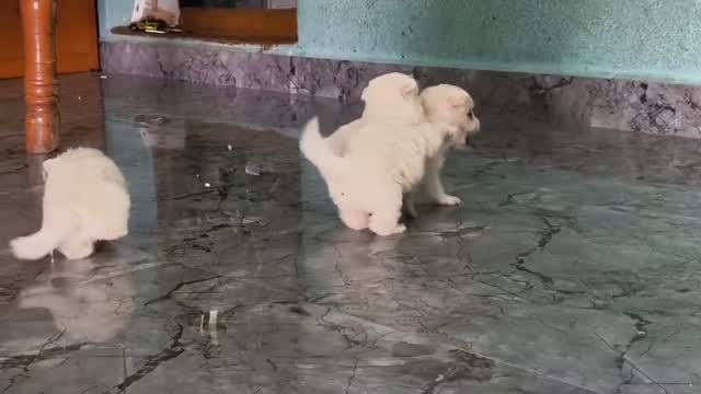 Dachshund Puppy | Brown & Tan, farm video