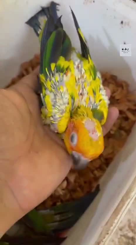 Sun Conure, farm video