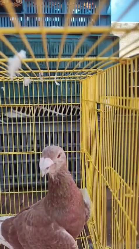 Homer Pigeon, farm video