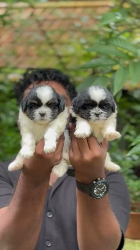 Shih Tzu | Black Color, farm video