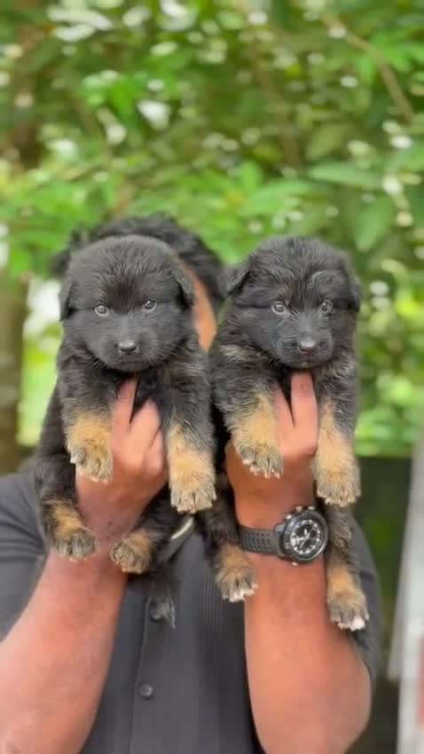 German Shepherd Puppy, farm video
