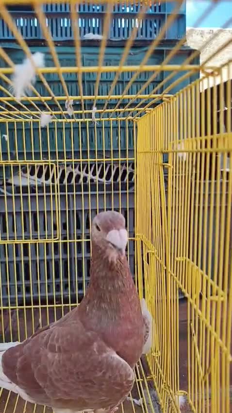 Homer Pigeon, farm video