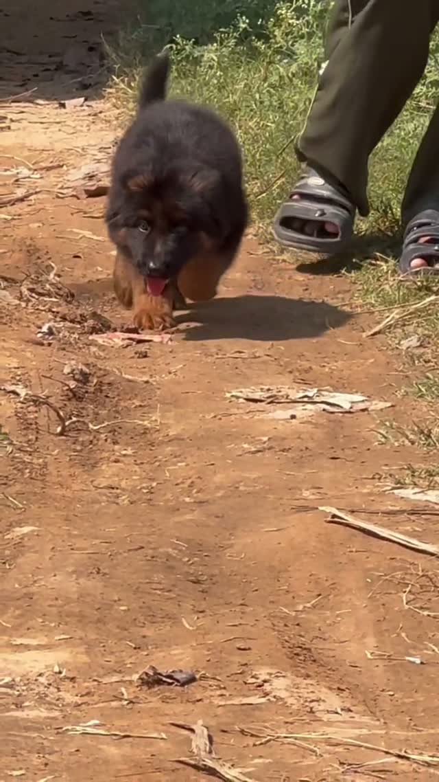 German Shepherd Puppy, farm video