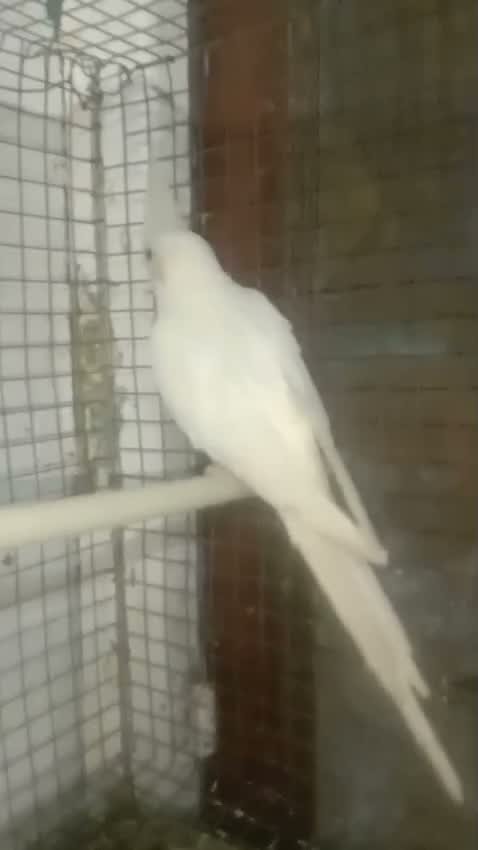 Cockatiel, farm video