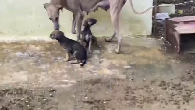 Chippiparai Puppy, farm video