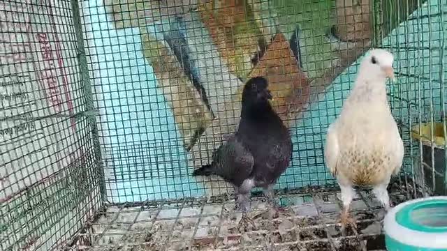 Homer Pigeon, farm video