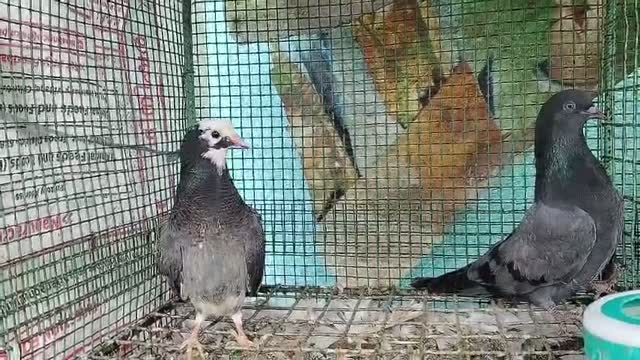 Homer Pigeon, farm video