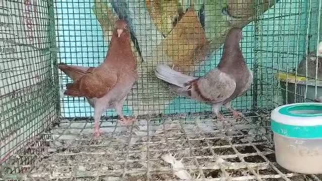 Homer Pigeon, farm video
