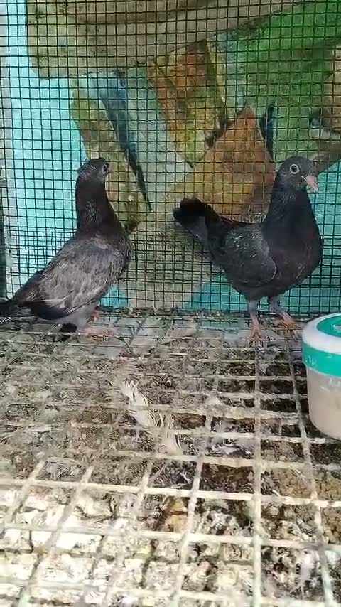 Homer Pigeon, farm video
