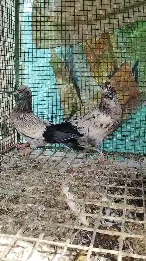 Homer Pigeon, farm video