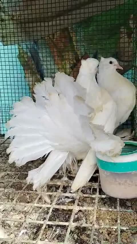 Homer Pigeon, farm video