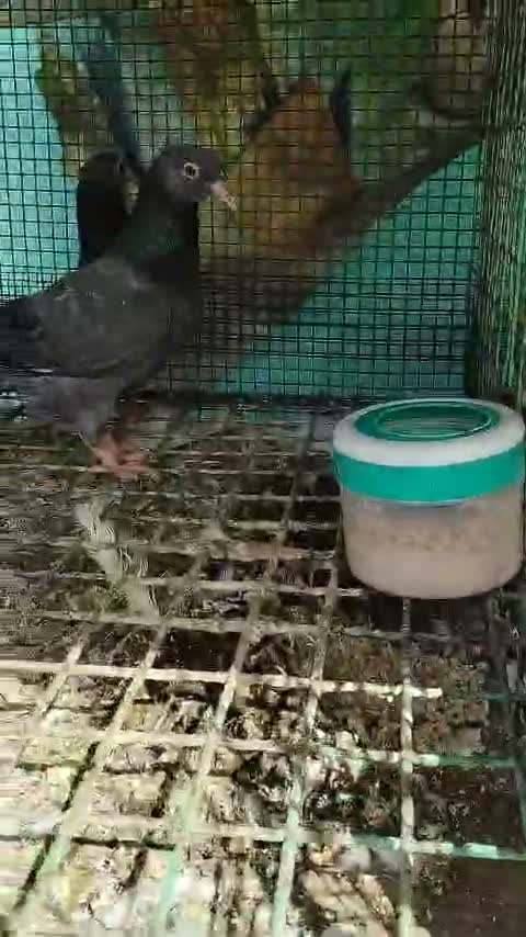 Homer Pigeon, farm video