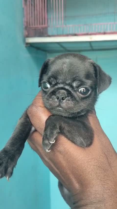 Pug Puppy, farm video