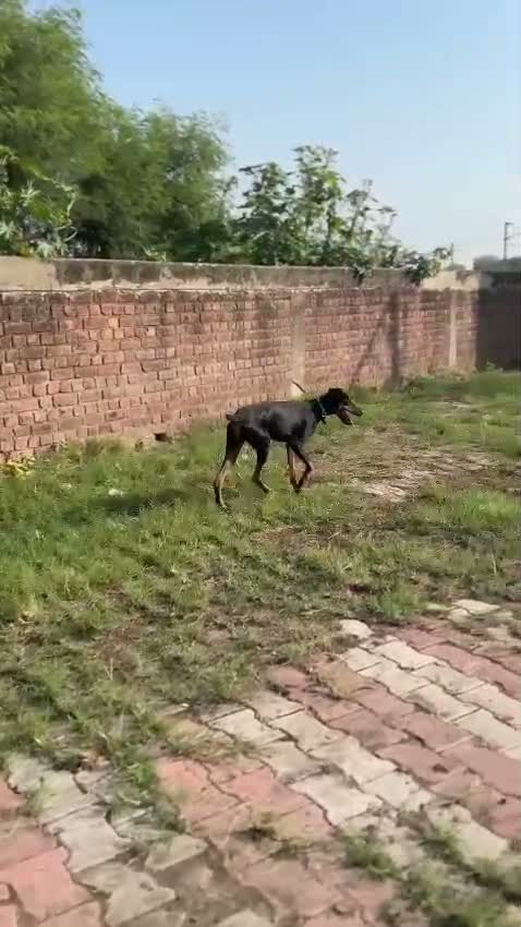 European Doberman Puppy | Black & Tan, farm video