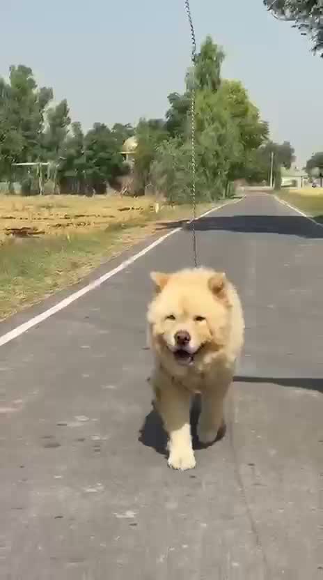 Chow Chow Puppies, farm video