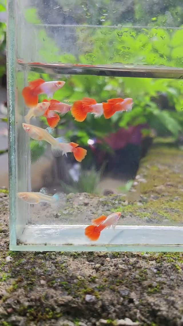 Dumbo Rat, farm video