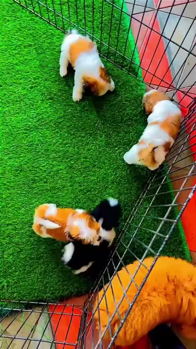 Shih Tzu | Black Color, farm video