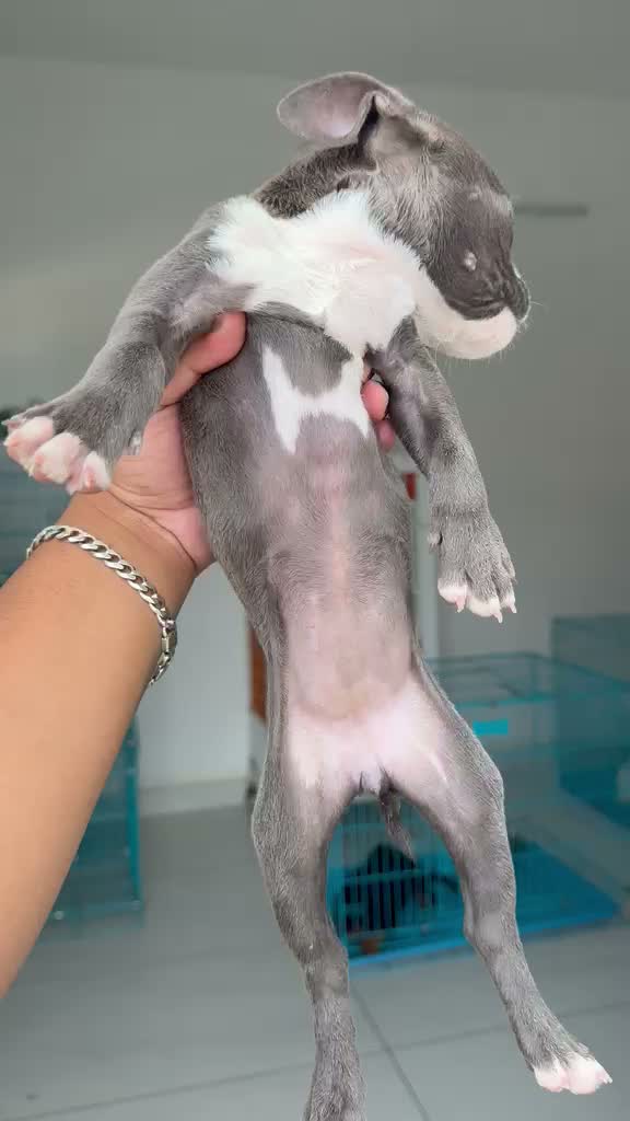 American Bully XXL Size Puppy, farm video