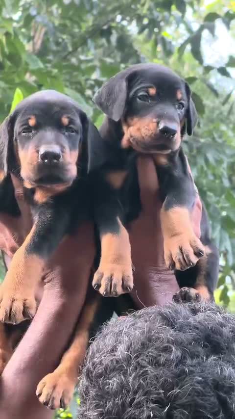 Doberman Pinscher Puppy | Brown & Tan, farm video