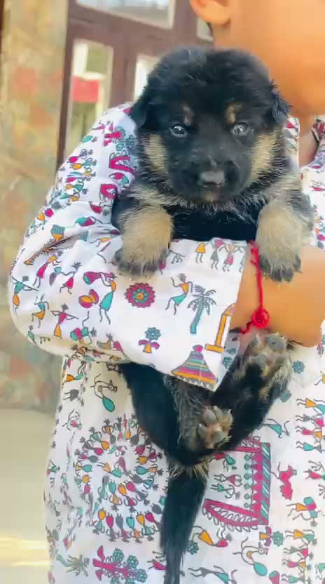 German Shepherd Puppy, farm video
