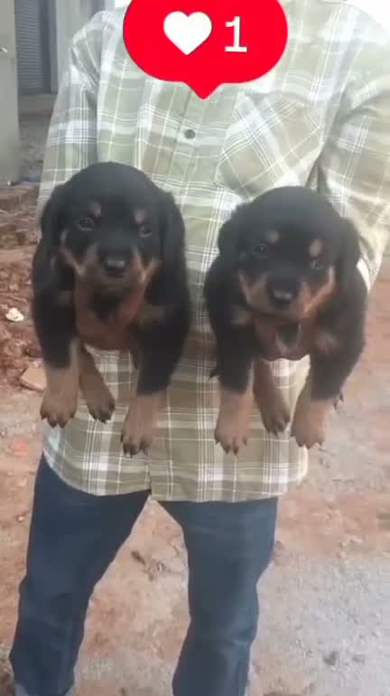 Rottweiler Puppy, farm video