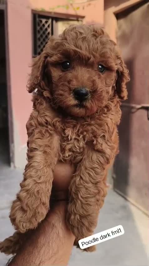 Standard Poodle Puppy | White, farm video