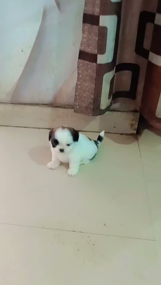 Dachshund Puppy | Brown, farm video