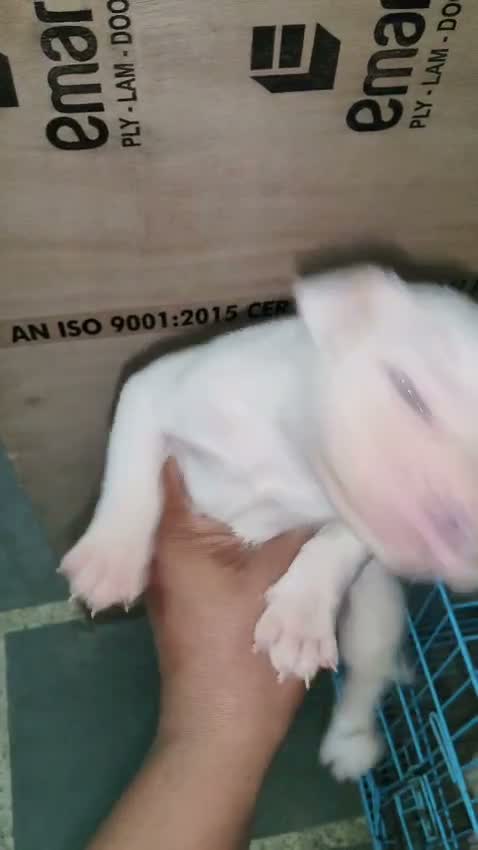Pitbull Terrier Puppy, farm video