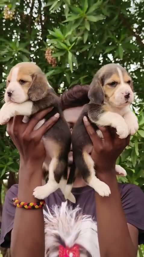Dachshund Puppy | Brown, farm video