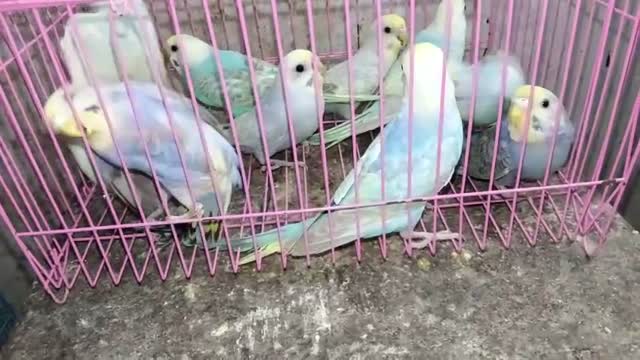 Budgies | Fallow, farm video