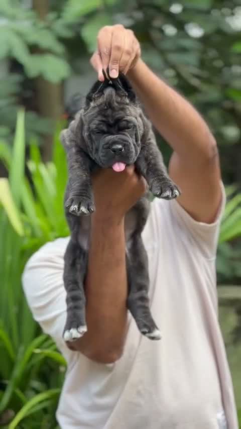 Cane Corso Puppy | Brindle, farm video
