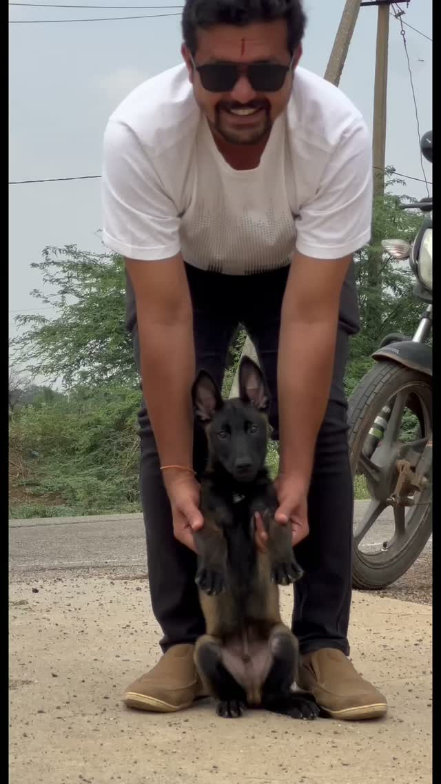 Belgian Malinois Puppy, farm video