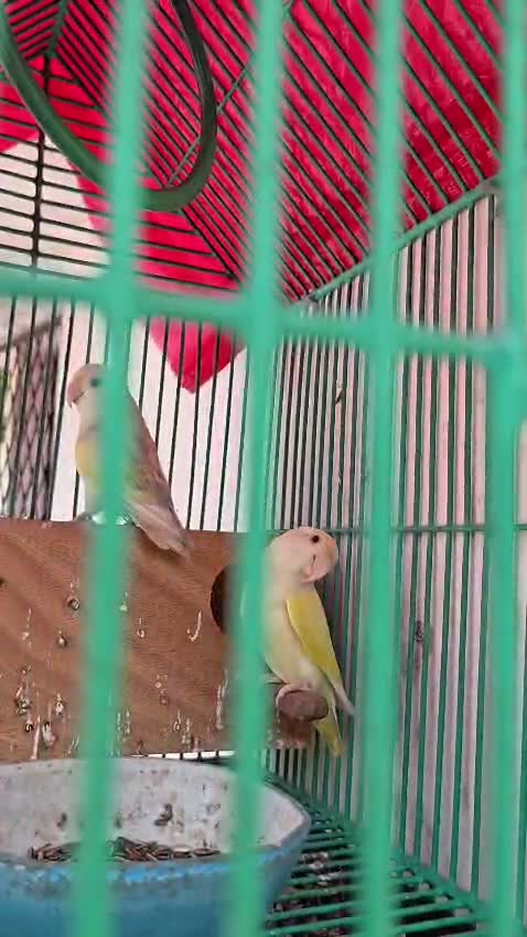 African Love Birds, farm video