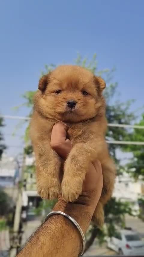 Pomeranian Puppy, farm video