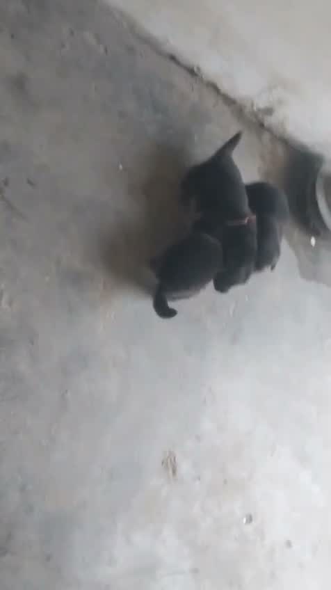 German Shepherd Puppy, farm video