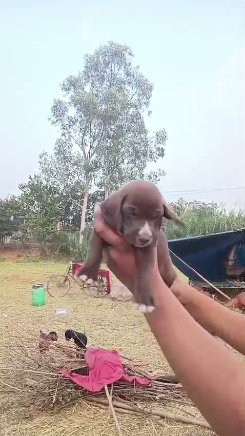 Pointer Puppy, farm video