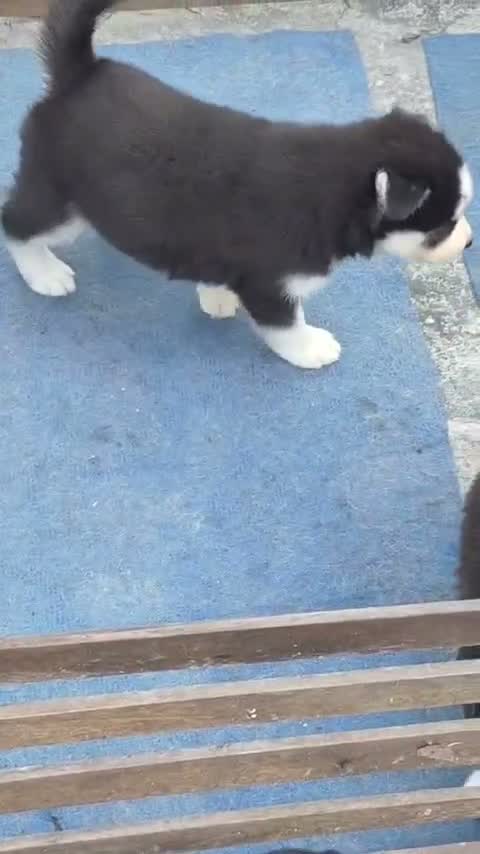 Siberian Husky Puppy | Black & White Color, farm video