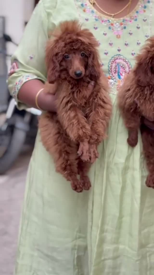 Standard Poodle Puppy | White, farm video