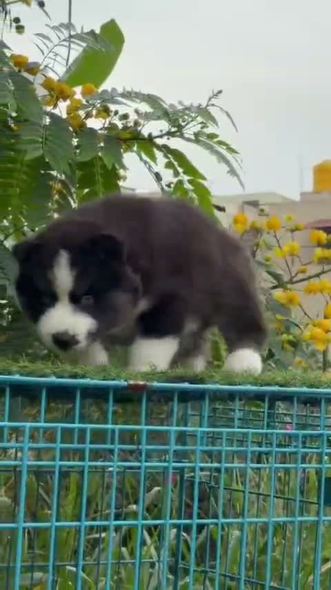 Siberian Husky Puppy | Black & White Color, farm video