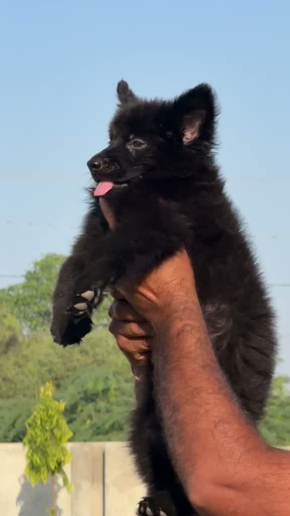 German Shepherd Puppy, farm video