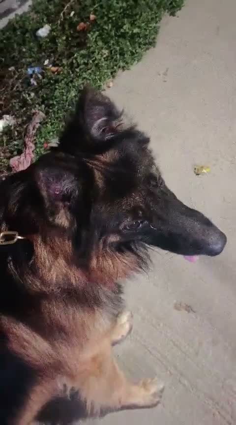 German Shepherd Puppy, farm video