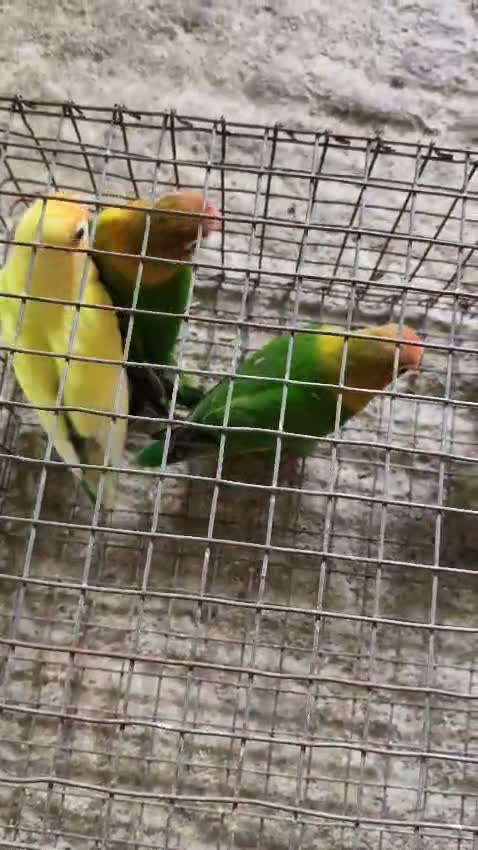 African Love Birds, farm video