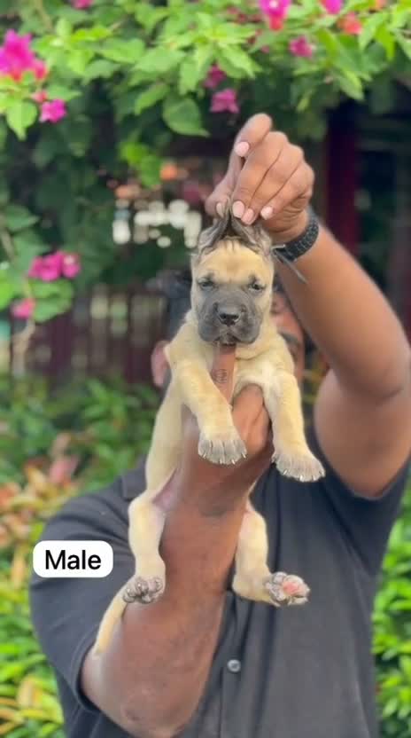 Great Dane Puppy, farm video