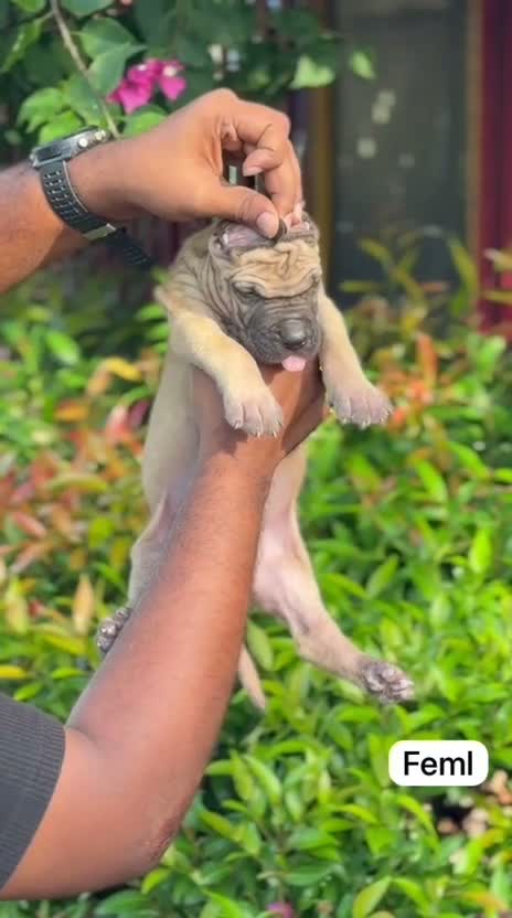 Great Dane Puppy, farm video